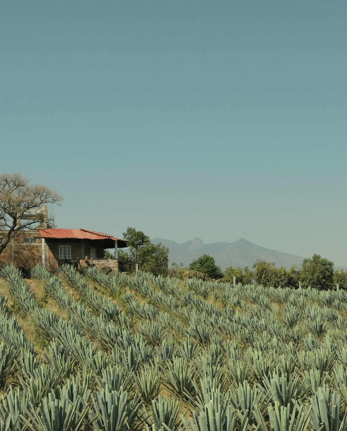 Agave fields in Tequila, Mexico. 