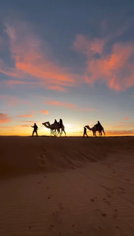 A view of camels in the distance with a pink and gold sky above them. 