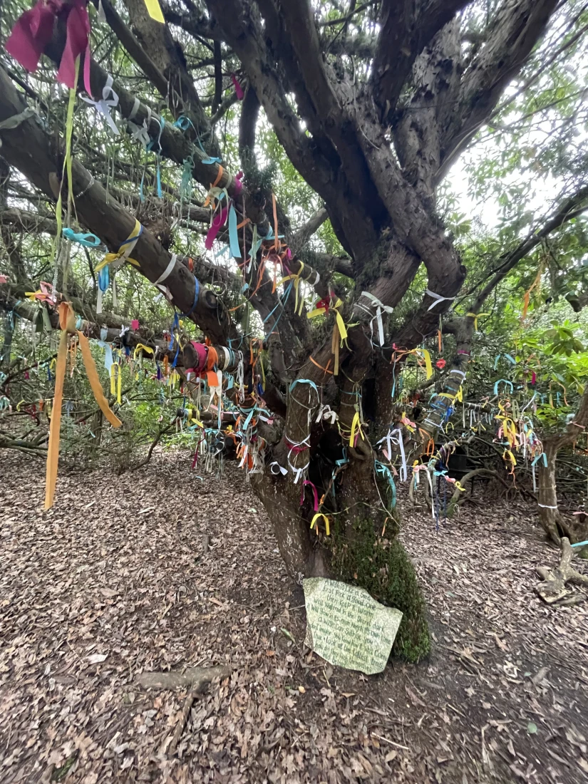 A large wishing tree with many branches and colorful ribbons tied around them
