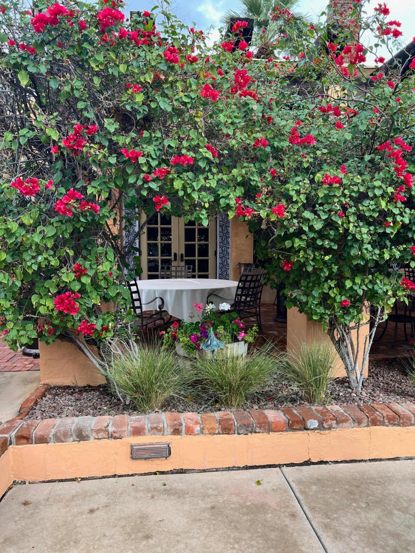 Beautiful red flowers growing on the exterior of a building at Royal Palms  