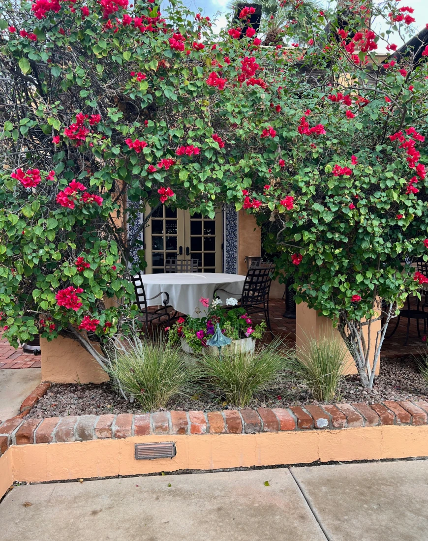 Beautiful red flowers growing on the exterior of a building at Royal Palms  