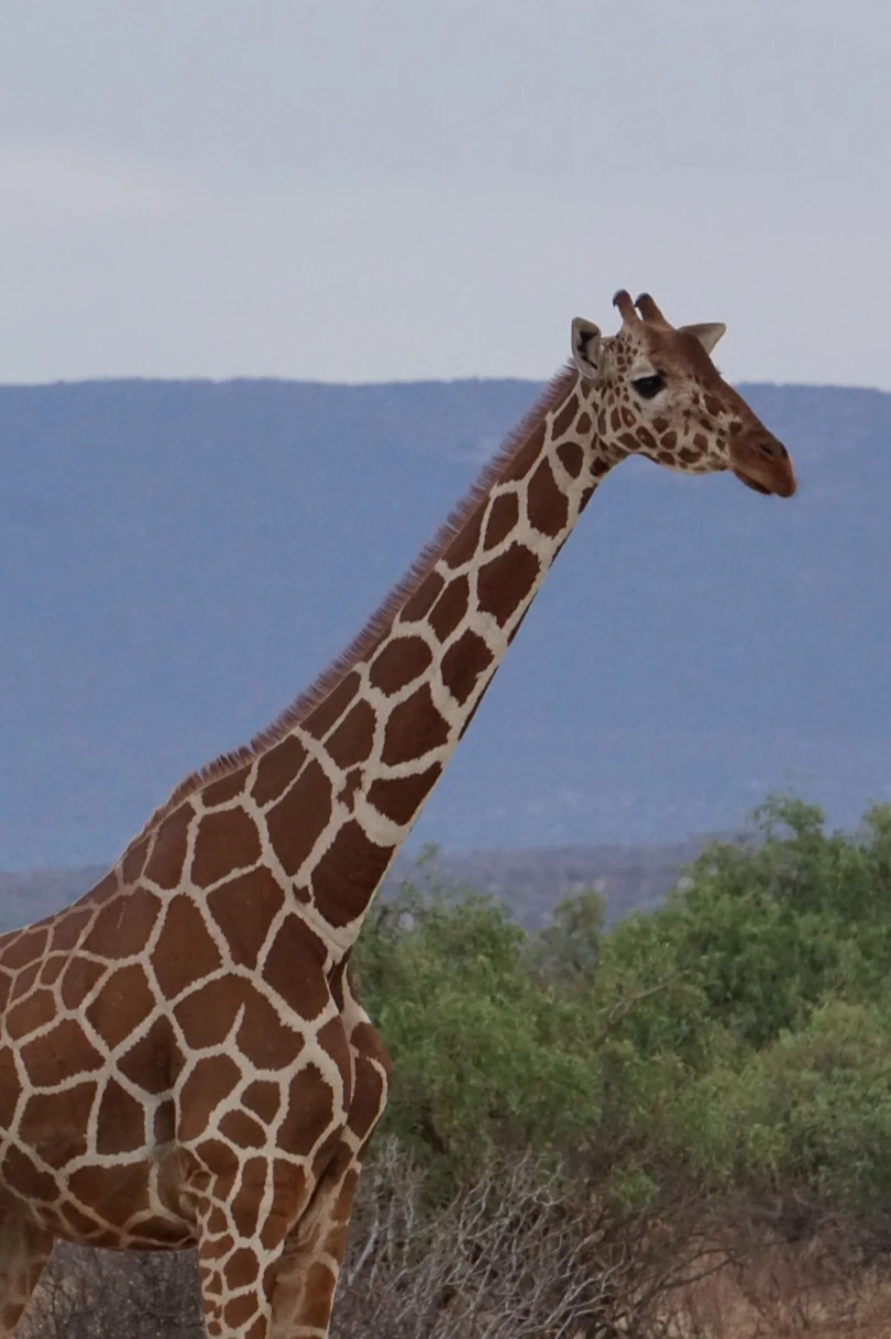 Giraffe in safari with silhouettes of mountains in the background. 