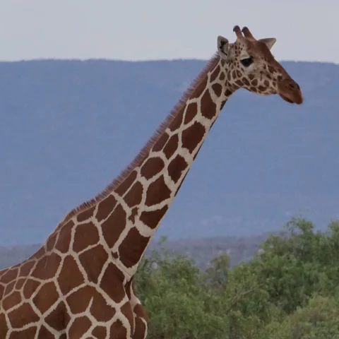 Giraffe in safari with silhouettes of mountains in the background. 