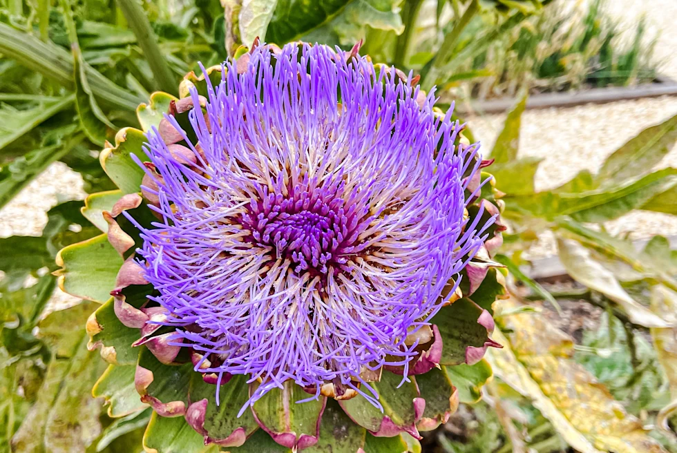 An artichoke blooming picture at daytime.