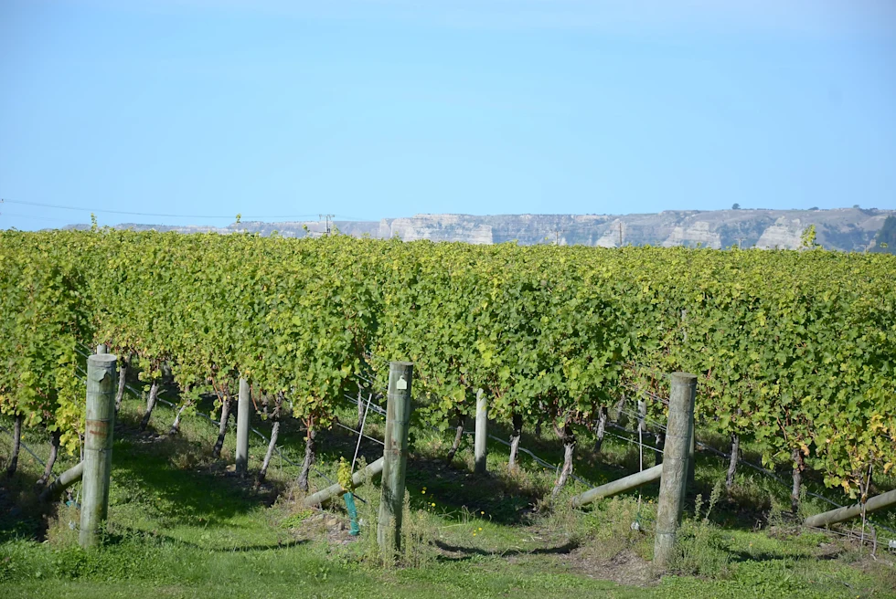 Winery in New Zealand with blue sky