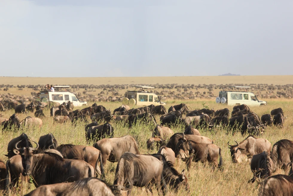 The Serengeti with a herd of animals and three drive cars.  