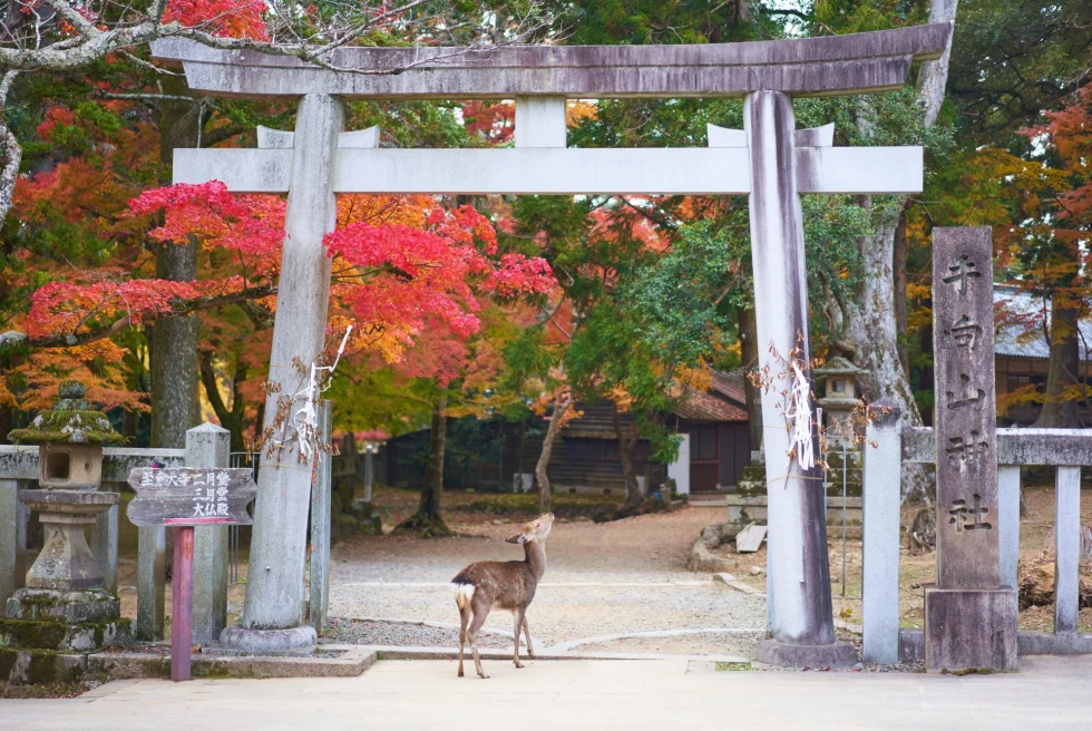 a deer stands in the arch of a Japanese arch surrounded by fall trees