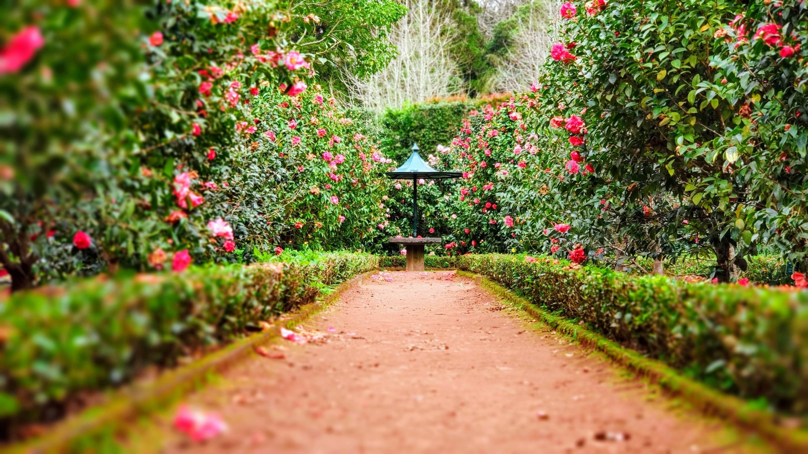 Dirt path surrounded by green foliage and pink flowers
