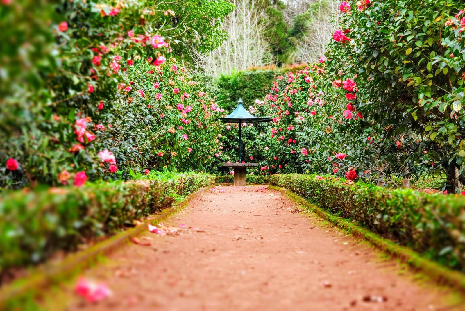 Dirt path surrounded by green foliage and pink flowers