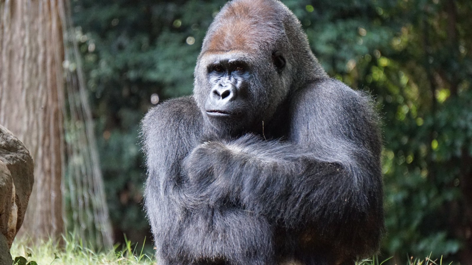 gorilla with green trees and grass 