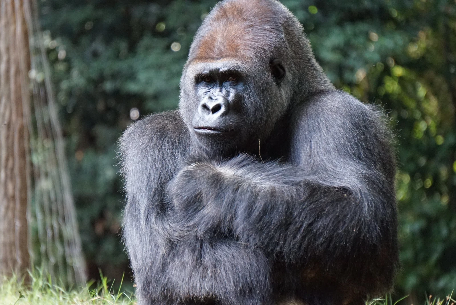 gorilla with green trees and grass 