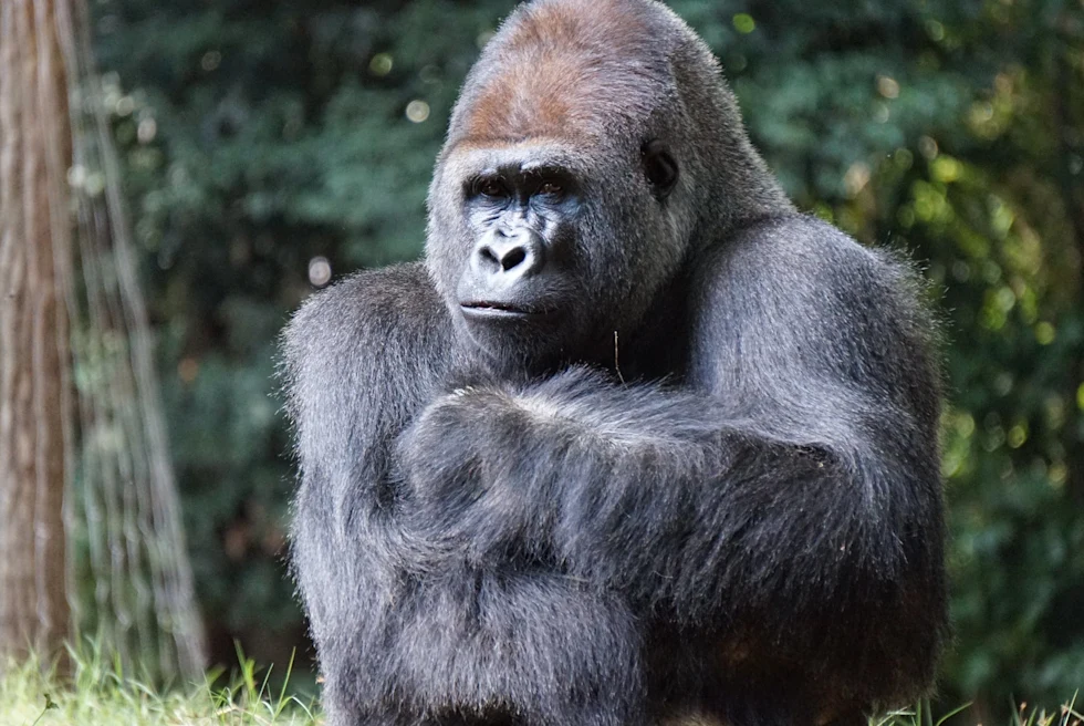 gorilla with green trees and grass