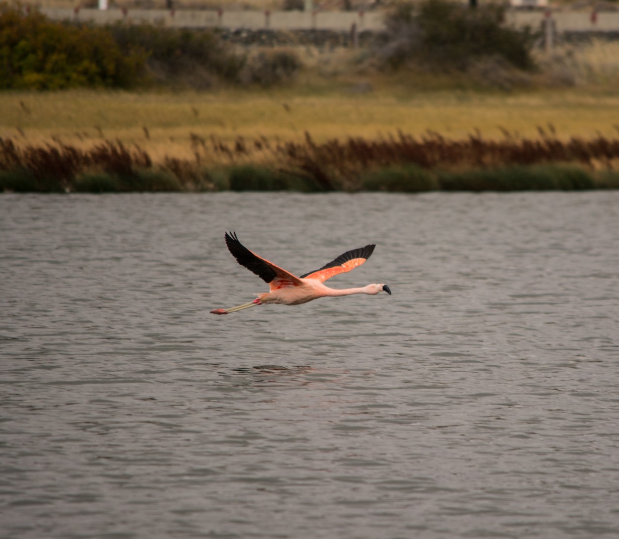 Laguna Nimez bird sanctuary in El Calafate, Argenina with a pink and black-winged flamingo flying over the dark blue water with brown and green tall grass lining the lake water.