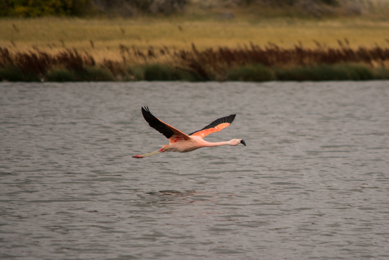Laguna Nimez bird sanctuary in El Calafate, Argenina with a pink and black-winged flamingo flying over the dark blue water with brown and green tall grass lining the lake water.