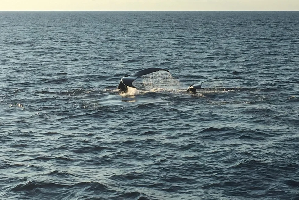 The Key to a Family Holiday in Cape Cod, Massachusetts - Things to do