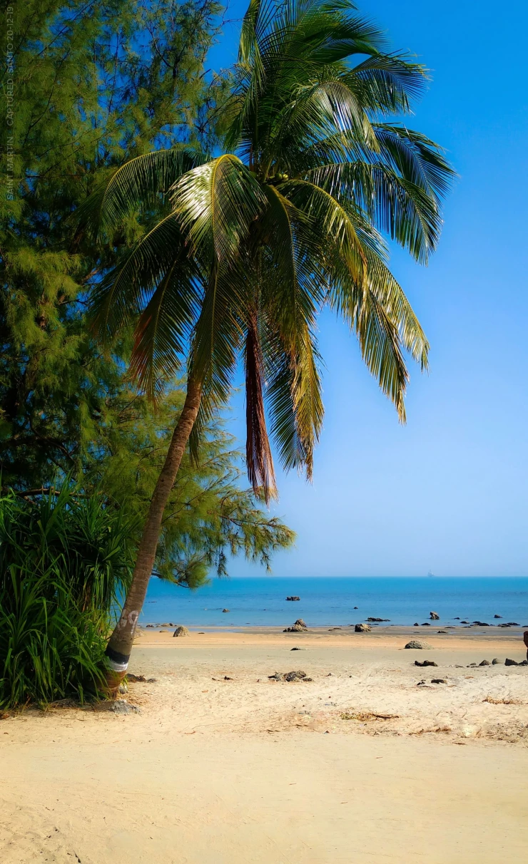 Beach with blue sea white sand and palm trees,