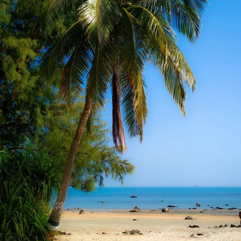 Beach with blue sea white sand and palm trees,