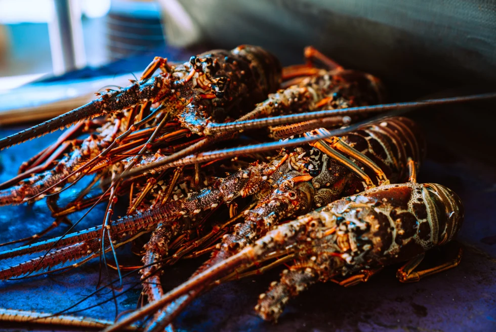 Caribbean spiny lobsters in Caye Caulker, Belize