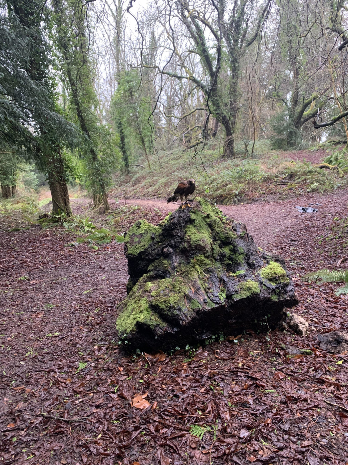 A mossy boulder surrounded by trees and dirt in the forest. 
