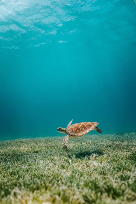 Turtle with red shell swims beneath the blue sea in Aruba