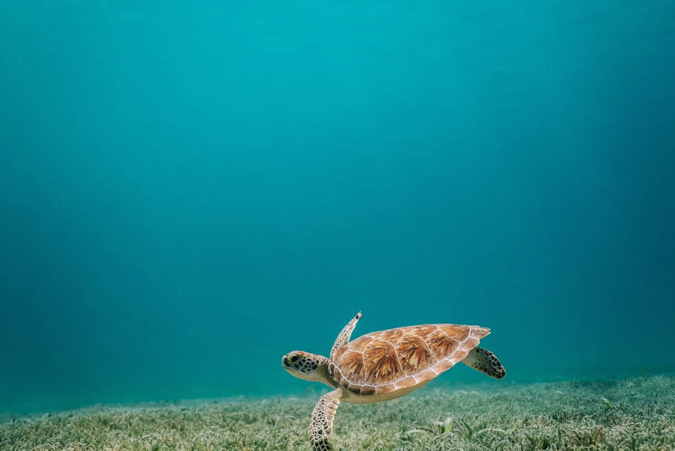 Turtle with red shell swims beneath the blue sea in Aruba