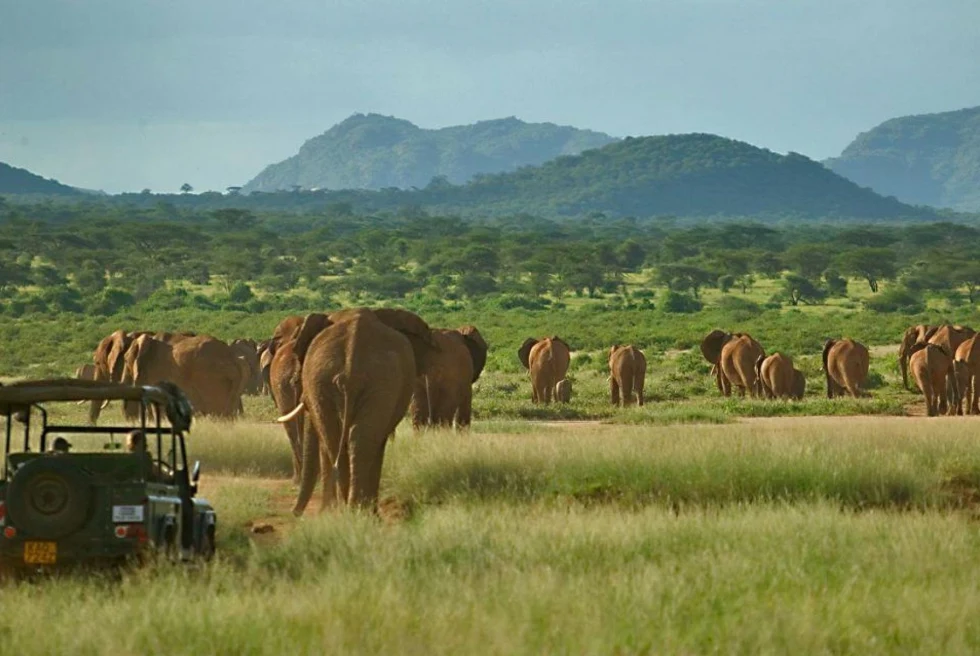 Safari park with elephants.