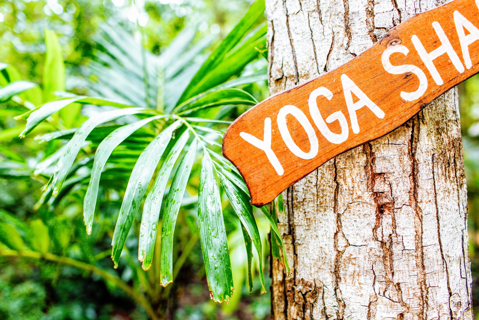Yoga Shala sign on tree in Tulum, Mexico