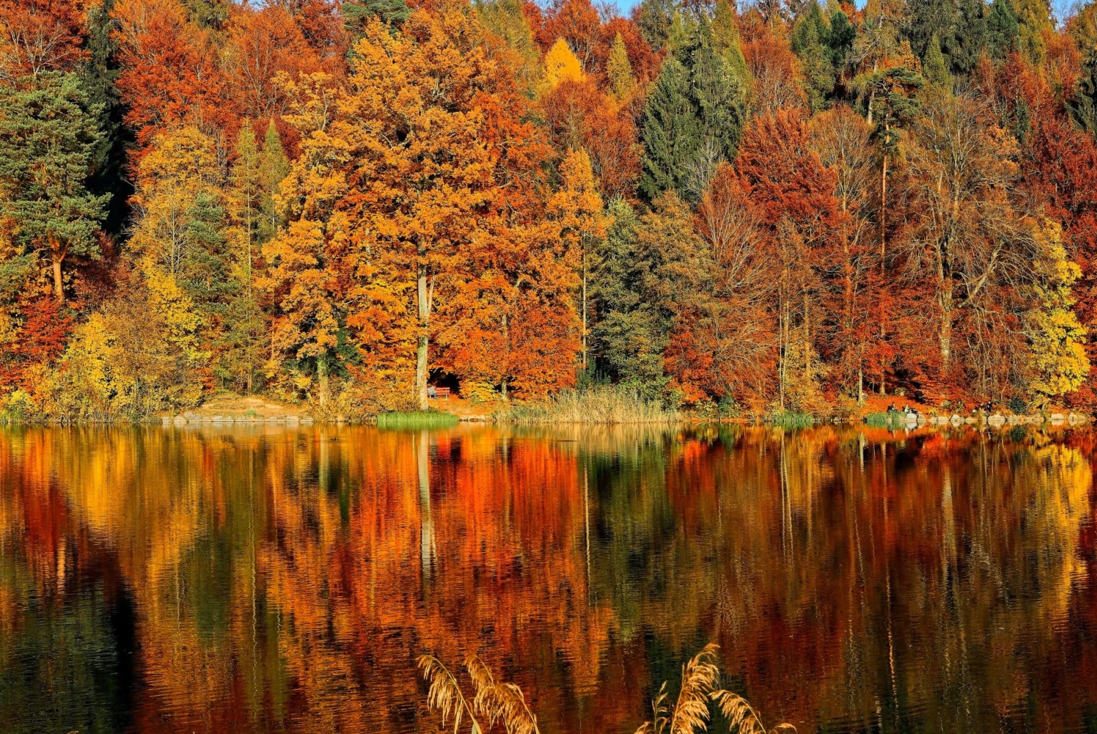 Lake surrounded by Fall trees. 