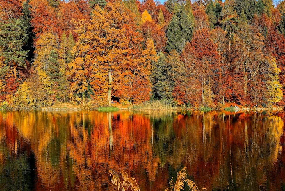 Lake surrounded by Fall trees.
