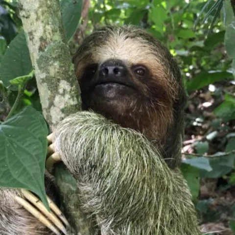 Nayara Tented Camp In Costa Rica Has A Sloth Sanctuary