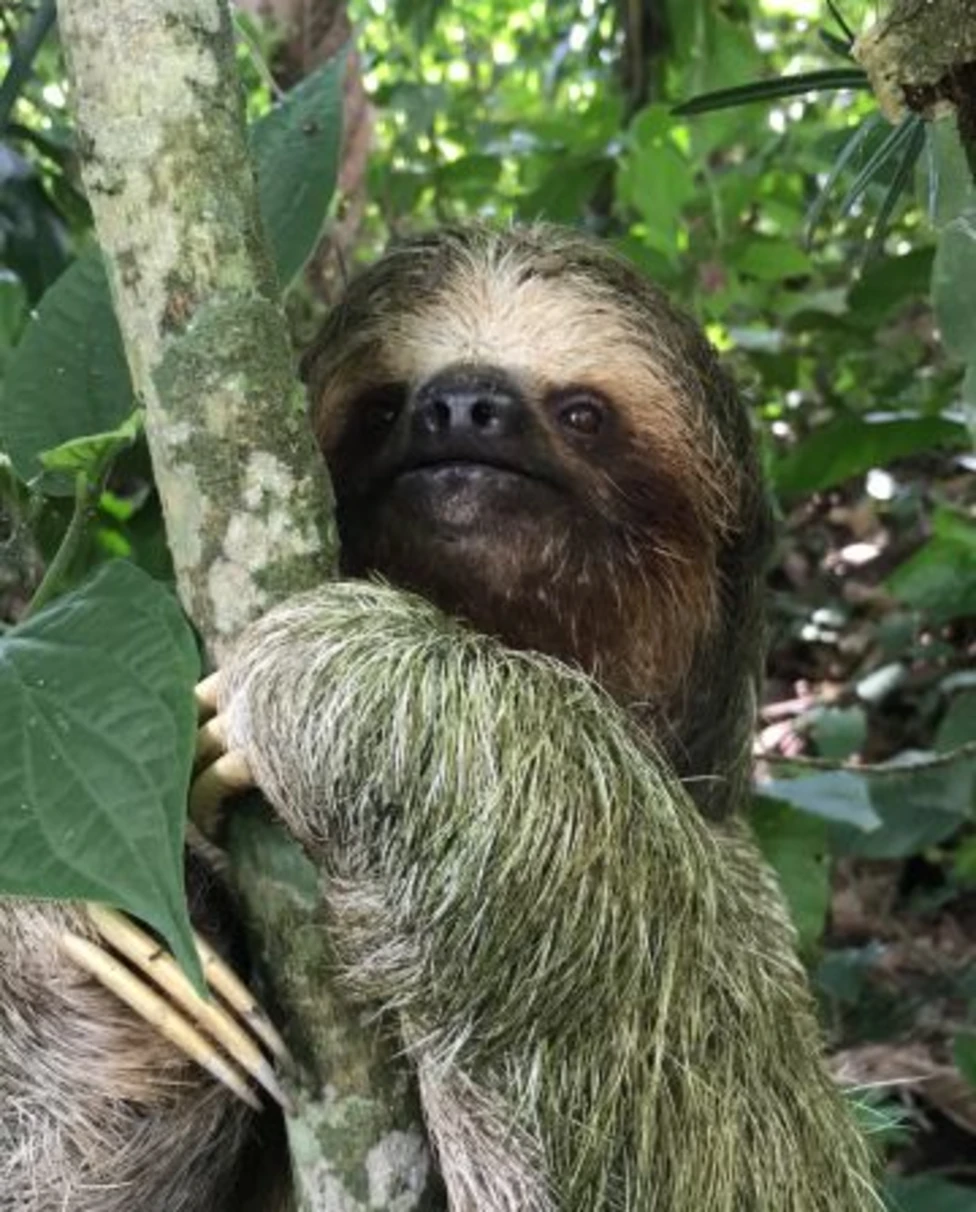 Nayara Tented Camp In Costa Rica Has A Sloth Sanctuary