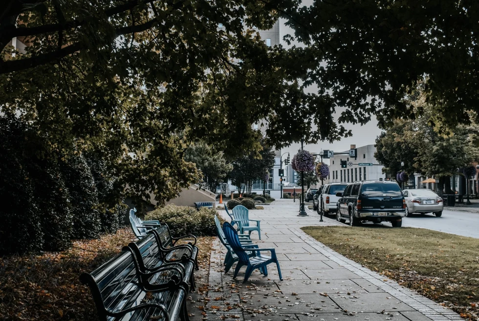 trees over a sidewalk with benches