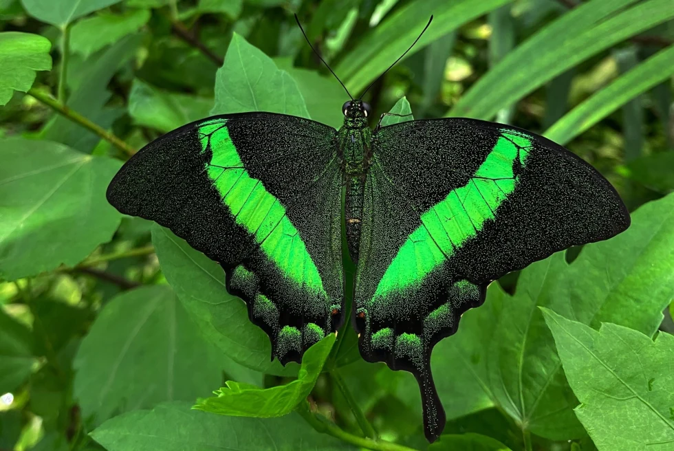 green-and-black butterfly resting on green leaves