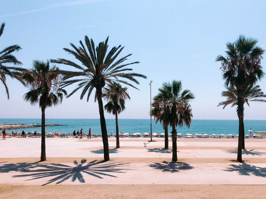 palm trees with the beach and ocean in the background during daytime