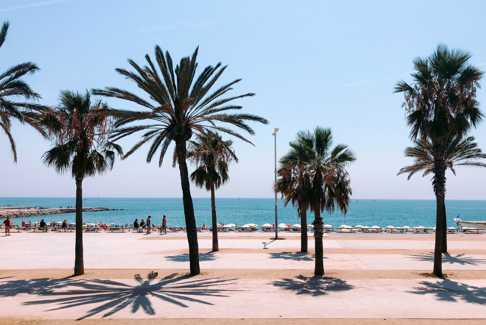 palm trees with the beach and ocean in the background during daytime