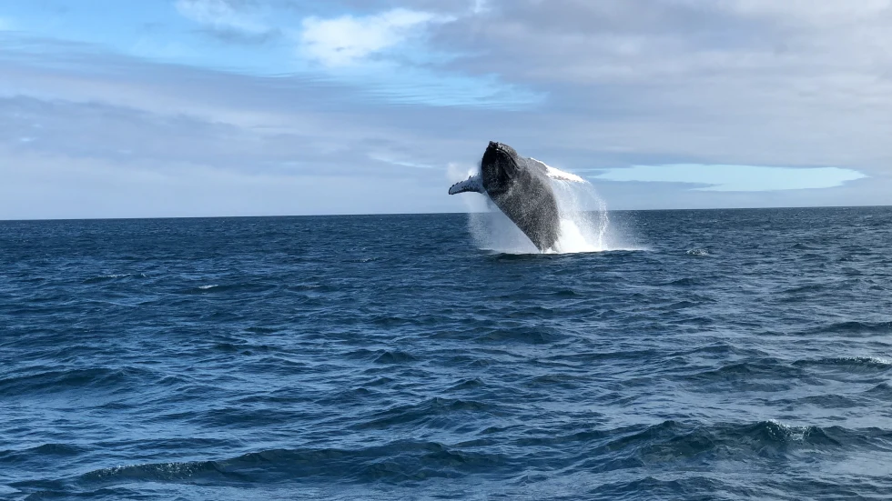 Whale jumping out of the water off of Santa Cruz island in the Galapagos