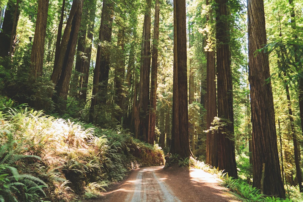 road next to large trees during daytime