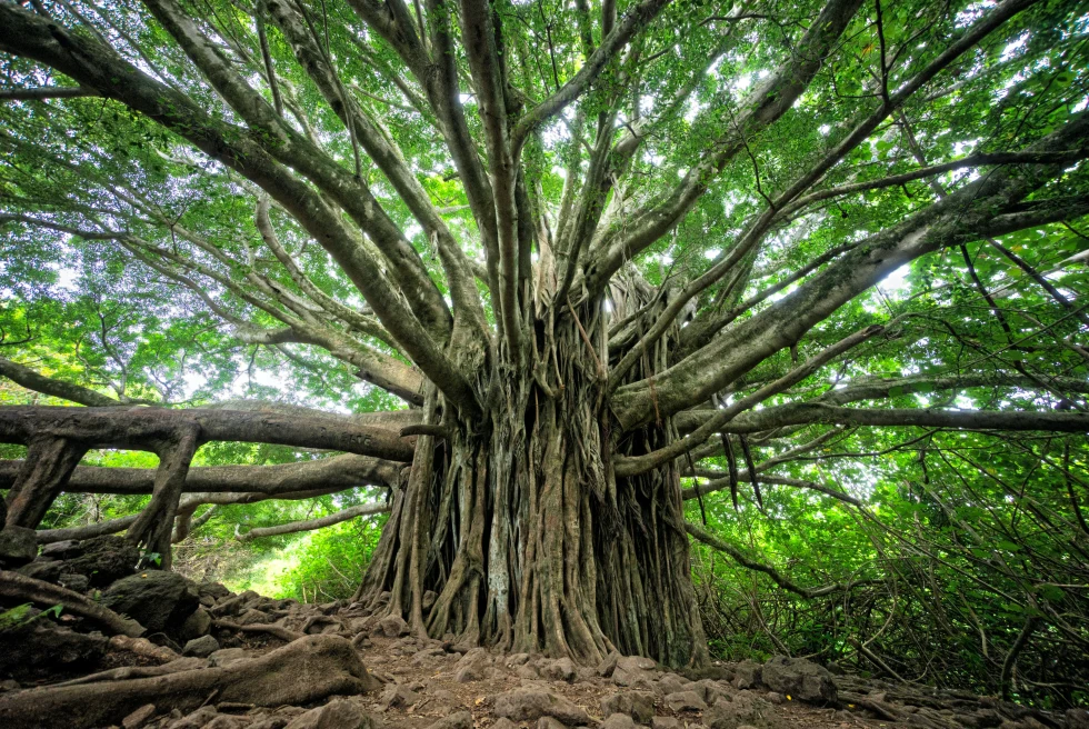 A large brown banyan tree with green leaves in Maui, Hawaii.