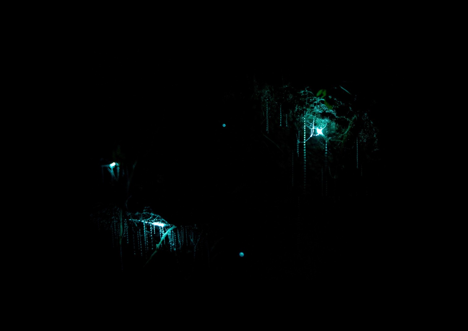 A dark image with two blue green glowworm lights at the Waitomo Glowworm Caves outside of Auckland, New Zealand in Rotorua.