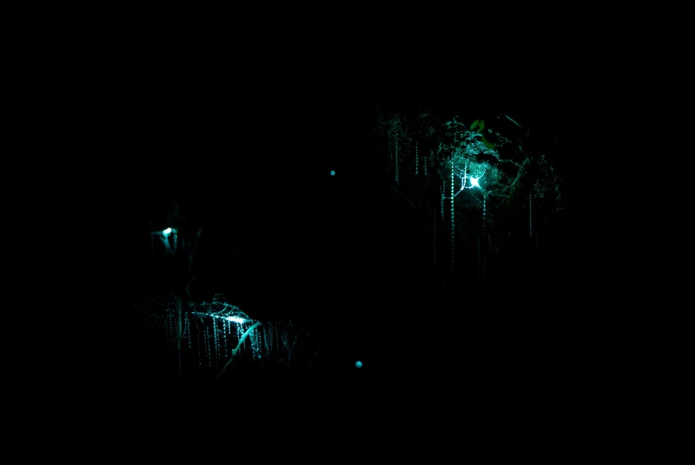 A dark image with two blue green glowworm lights at the Waitomo Glowworm Caves outside of Auckland, New Zealand in Rotorua.