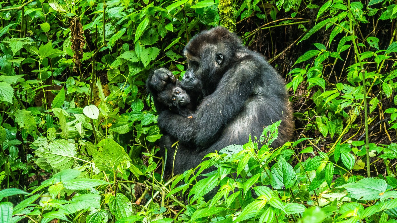 Two gorillas cleaning each other surrounded by green plants