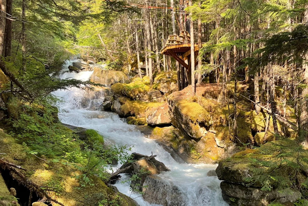 stream runs through the forest