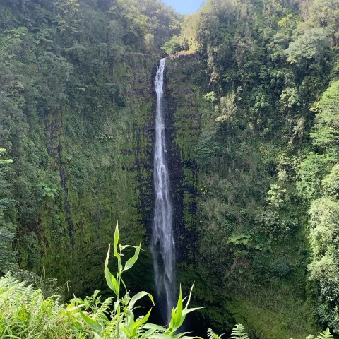 beautiful waterfall on a lush cliff