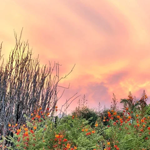 reddish pink sky at dusk