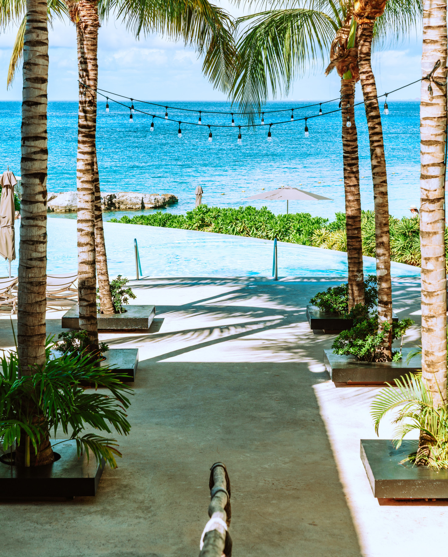 palm trees with ocean in background during daytime