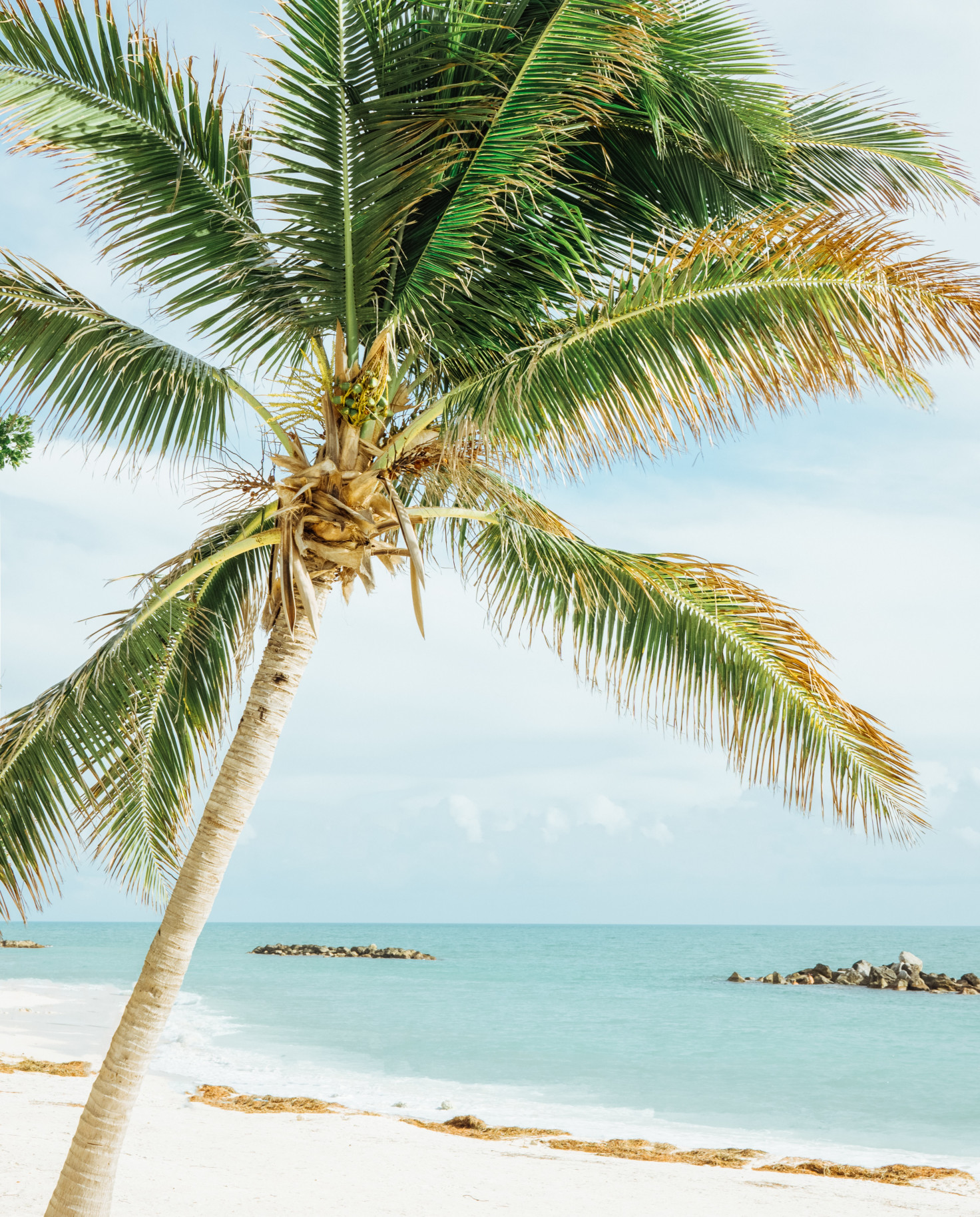 Palm tree on the beach next to ocean during daytime