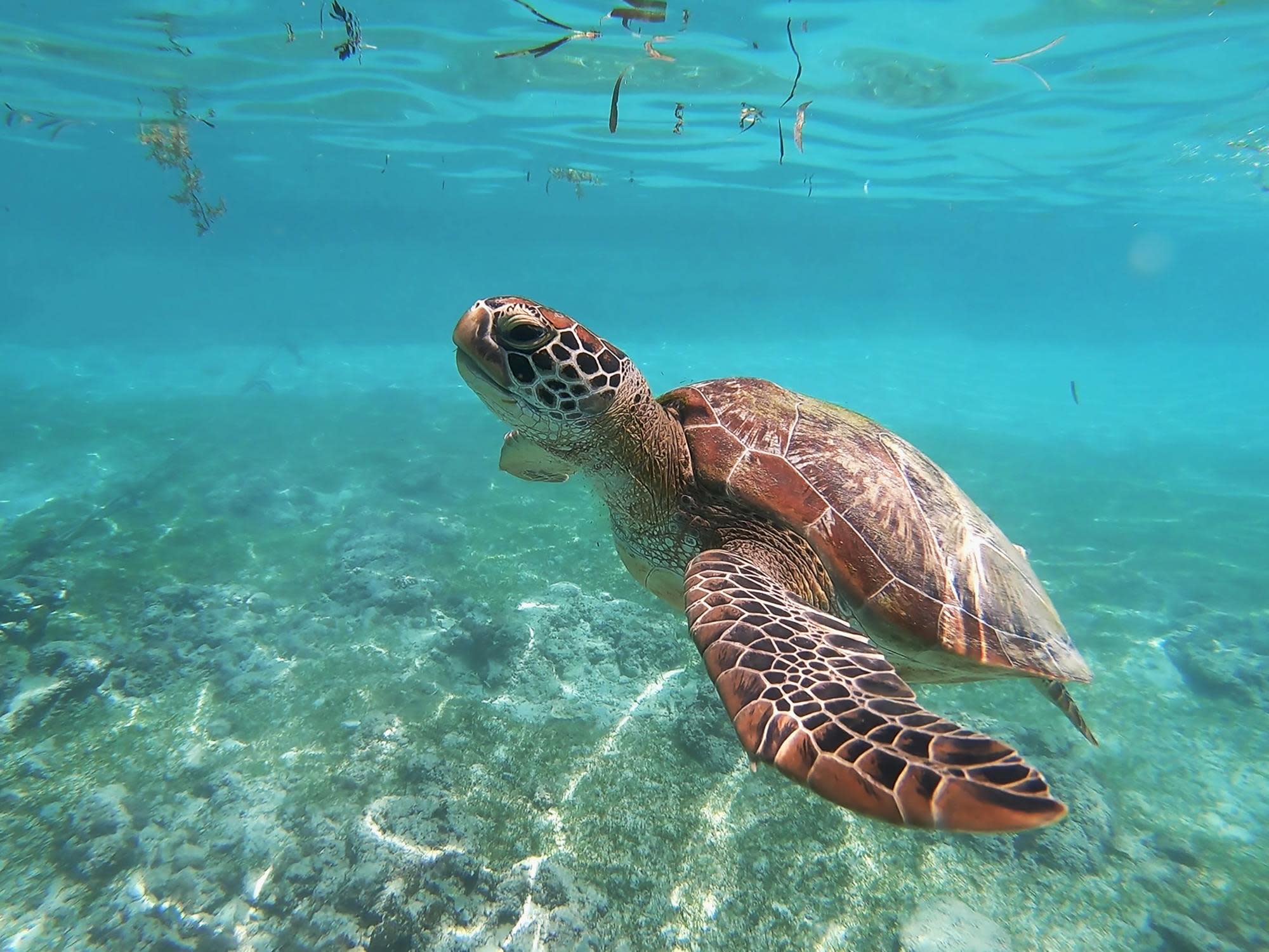 the-8-best-things-to-do-in-puerto-rico-with-kids-sea-turtles