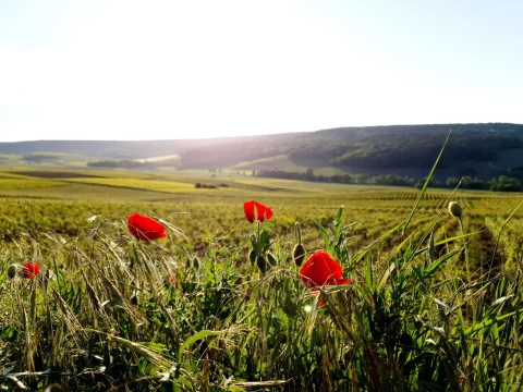 fields of green with red flowers in the foreground on a sunny day in the mountains