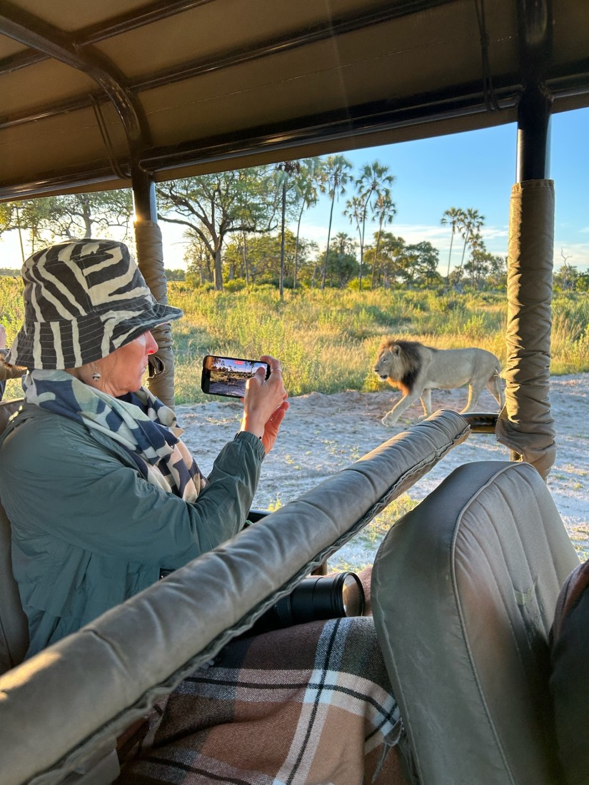 Jenn in a zebra hat on a jeep taking an iPhone photo of a lion only a few feet away