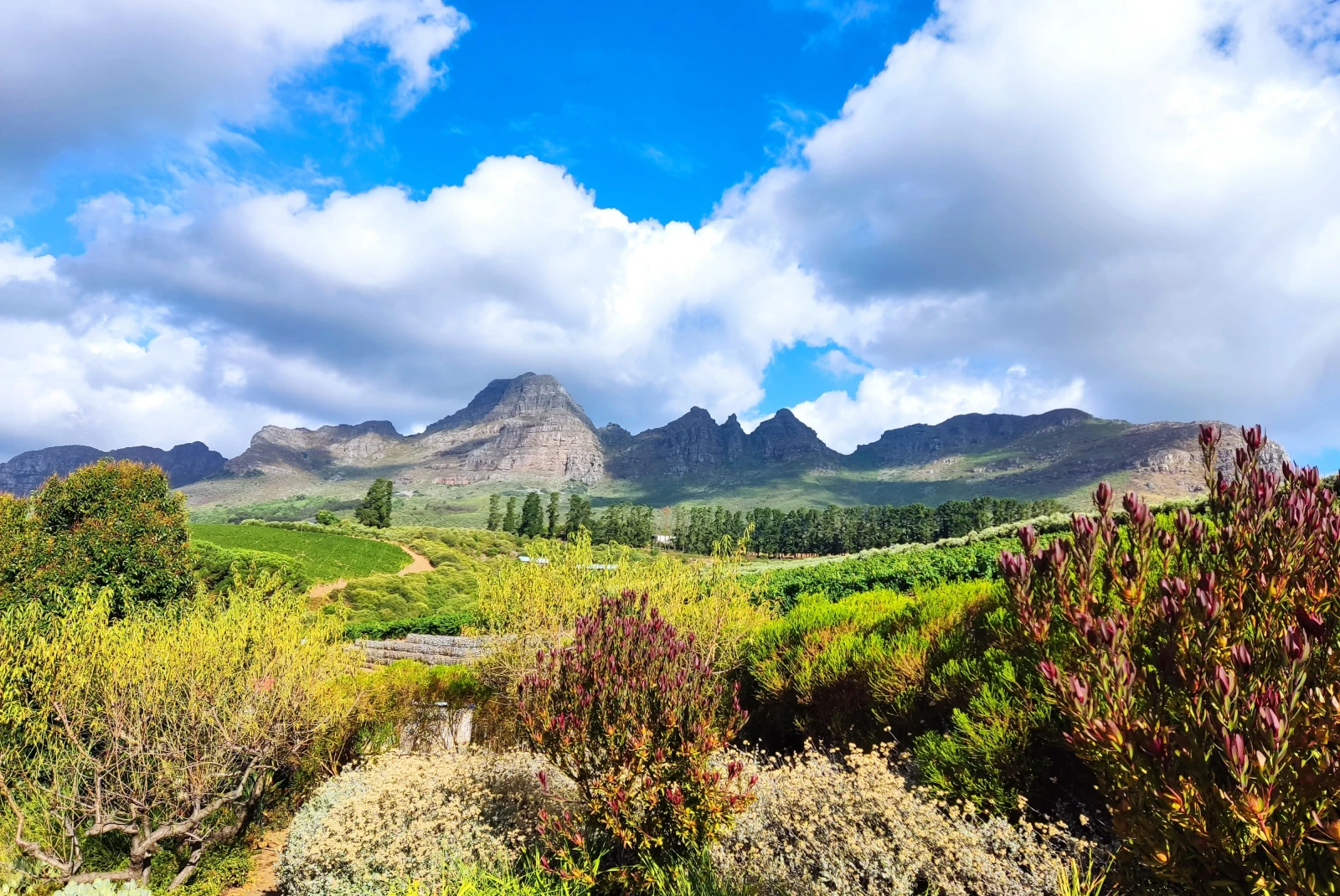 Winelands in South Africa